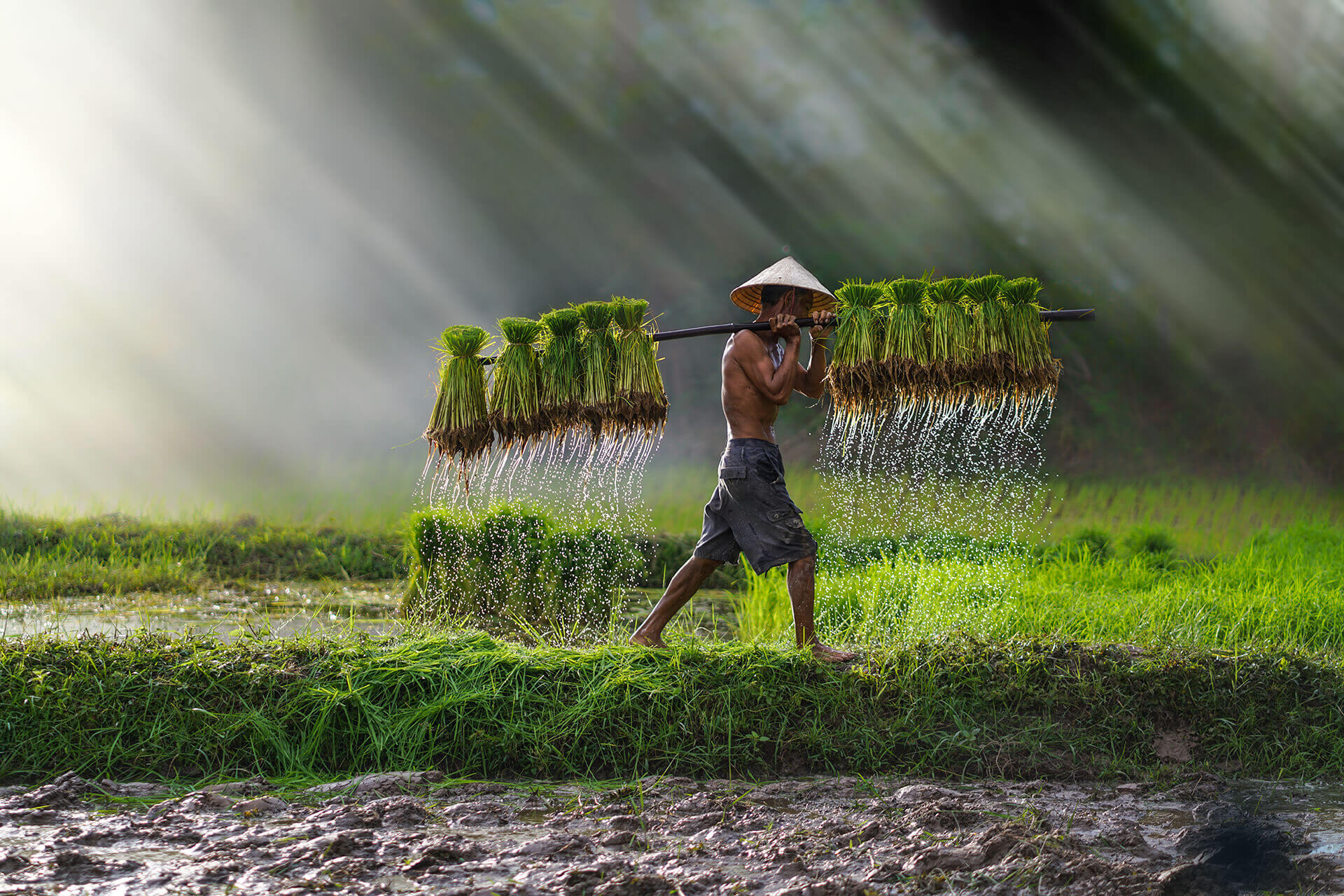 ecological farming