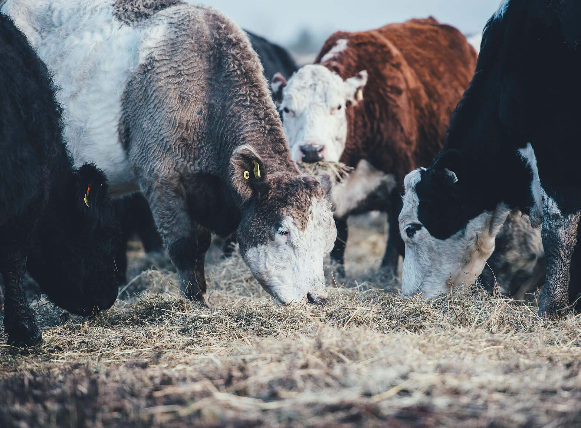 dairy farming